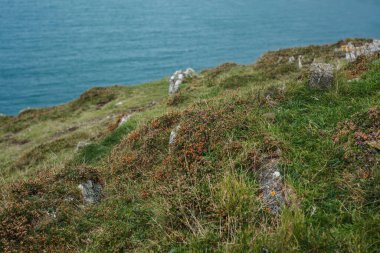 Yosun, İrlanda 'nın Atlantik kıyısında küçük çiçekler ve çimenler. Güzel doğal arka plan. Yakın plan.