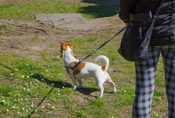 Dogsitter Andando Com Jack Russell Terrier Cão Gramado Verde Visão — Fotografia de Stock