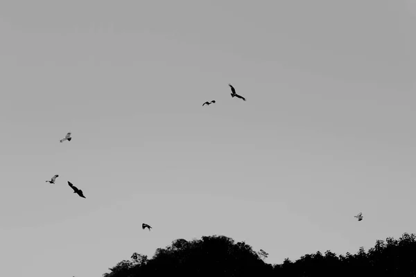 Abstrakter Hintergrund Mit Fliegenden Adlern Schwarz Weißen Farben — Stockfoto