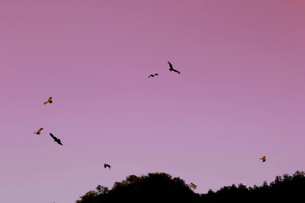 鹰在浅粉色的晨空中飞翔 初步的背景 桌面屏幕保护程序 — 图库照片