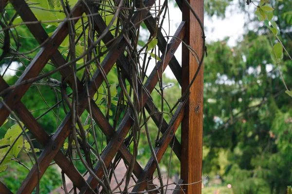 ブドウのつるが閉じられた日陰の木製のペルゴラ。木製のエッジに選択的な焦点 — ストック写真