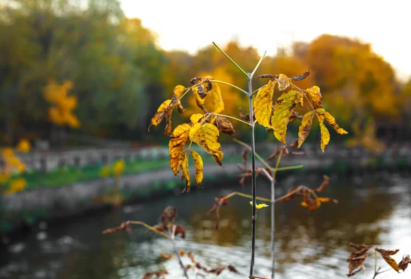 Branch of yellow bush with autumn park on background