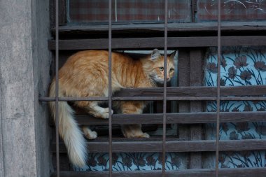 Kafesin arkasındaki hayvan barınağının penceresindeki üzgün, tüylü kırmızı kedi.
