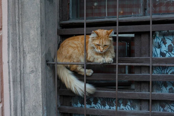 Triste Gato Rojo Esponjoso Detrás Jaula Una Ventana Refugio — Foto de Stock