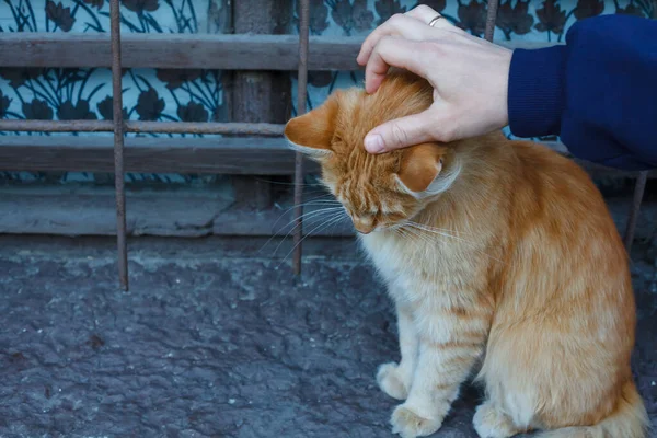 Donna Che Accarezza Timido Soffice Gatto Rosso Seduto Una Finestra — Foto Stock