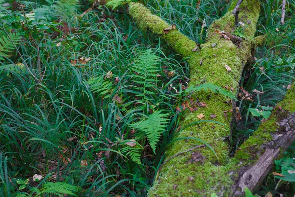 蚊子倒地的树干落在森林的沼泽地上 危险的隐蔽沼泽地被蕨类和绿草覆盖着 — 图库照片