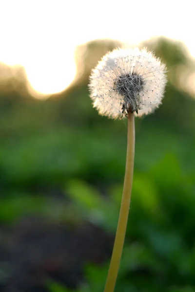 dandelion on a green background.focus on dandelion flower, blurred background