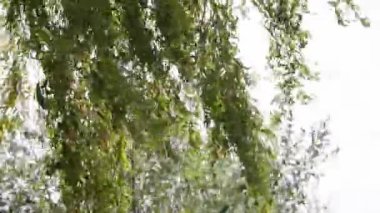 Rüzgardaki yeşil söğüt yaprakları