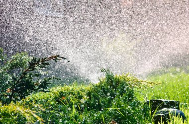 Yaz yağmur damlaları altında bahçede yeşil süs bitkileri 