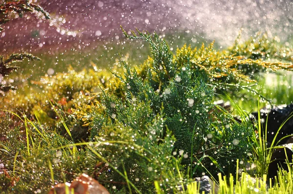 Grüne Zierpflanzen im Garten unter sommerlichen Regentropfen — Stockfoto