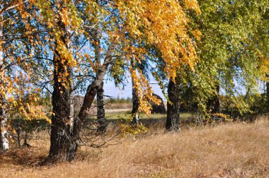 Yeşil ve altın yaprakları ile bir alanda Sonbahar ağaçları