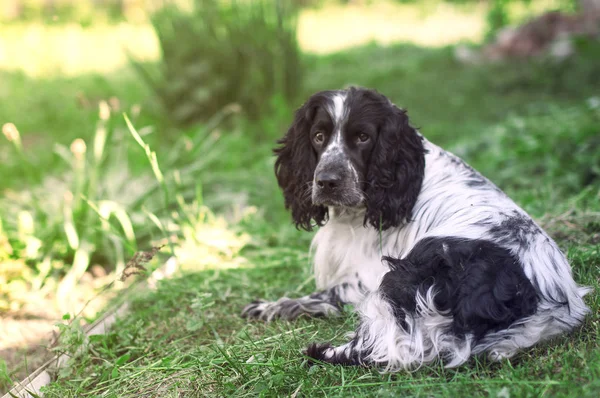 Güzel siyah ve beyaz köpek ırkı Spaniel, g yatıyor