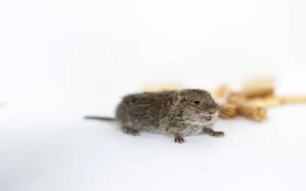 Un ratoncito salvaje gris sobre un fondo blanco que roba crack — Foto de Stock