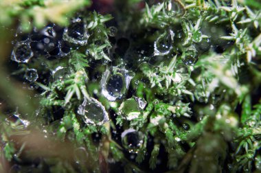 Bitki asılı web üzerinde çiy büyük damla