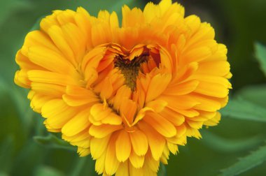 Için yeşil bir arka plan üzerinde yaprakları ile Turuncu Sunny çiçek