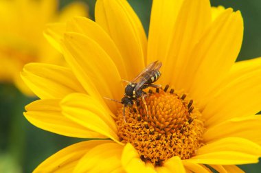 Sarı büyük parlak bir çiçek üzerinde oturan sarı wasp yakın çekim 