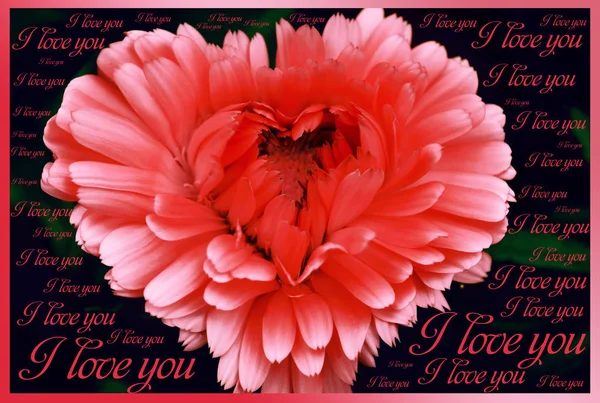 Wo ile siyah bir arka plan üzerinde parlak kırmızı kalp şeklinde çiçek — Stok fotoğraf