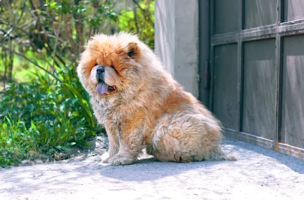 Big red furry dog sitting at the gate and meets his master on th