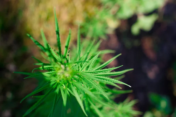 Leaves of green hemp that grows in the wild in summer on a Sunny — Stock Photo, Image