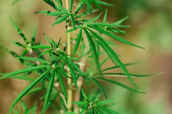 Leaves of green hemp that grows in the wild in summer on a Sunny — Stock Photo, Image