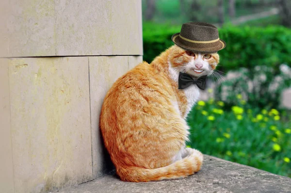 Retrato de un hermoso gato divertido en un sombrero y con una mariposa —  Fotos de Stock