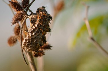 Bir kağıt eşek arısı yuvası vahşi eşek arıları tarafından inşa edildi