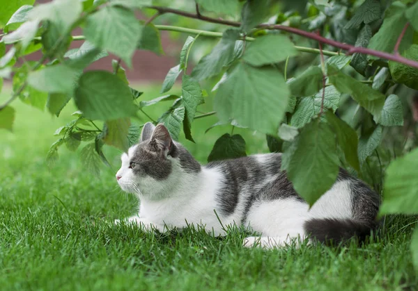 Gris hermoso gato mira cuidadosamente en la distancia, sentado i —  Fotos de Stock
