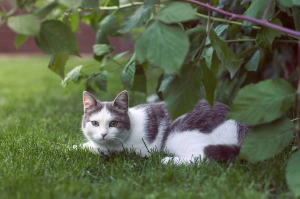 Bella solitario gatto di strada sdraiato sull'erba sulla strada un — Foto Stock