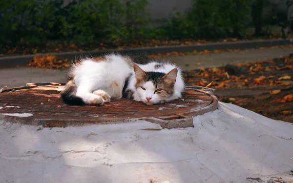 Hermoso gato solitario de la calle acostado en la hierba en la calle un — Foto de Stock