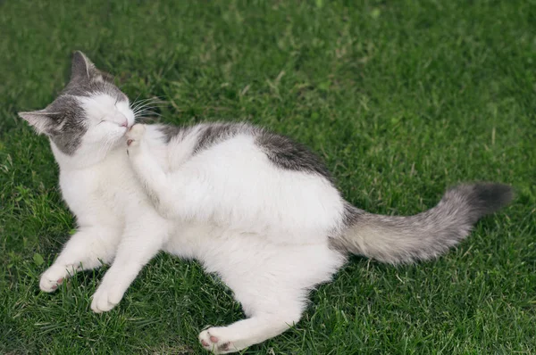 Hermoso gato solitario de la calle acostado en la hierba en la calle un —  Fotos de Stock