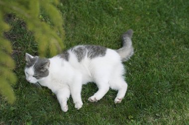 Gri güzel kedi gre otururken hoşnutsuzluk yaşıyor