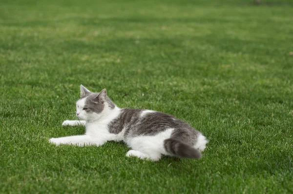 Gray den vackra katten upplever missnöje sitter på gr — Stockfoto