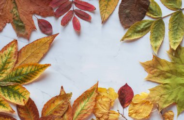 Parlak sonbahar kuru yaprakları masanın beyaz yüzeyinde yalan