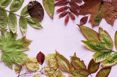 Parlak sonbahar kuru yaprakları masanın beyaz yüzeyinde yalan