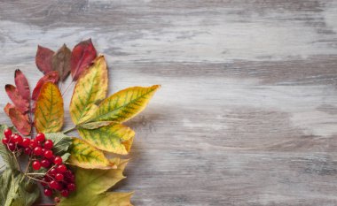 gri ahşap arka plan üzerinde kuru sarı yaprakları ve kırmızı berri yalan