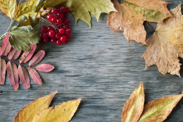 Parlak sonbahar kuru yaprakları ve viburnum meyveleri wor yalan