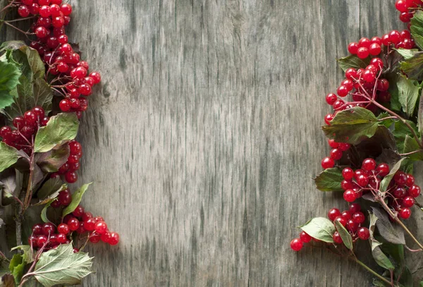 sprigs  of red viburnum berries lie on a gray background in the