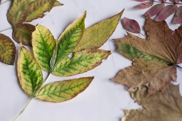 Bright  autumn dry leaves lie on the white surface of the table