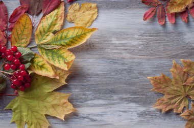 gri ahşap arka plan üzerinde kuru sarı yaprakları ve kırmızı berri yalan