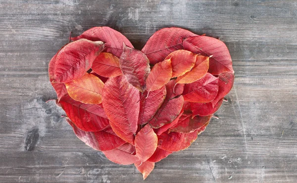 Valentine med ett hjärta av röda höstlöv som ligger på Sha — Stockfoto
