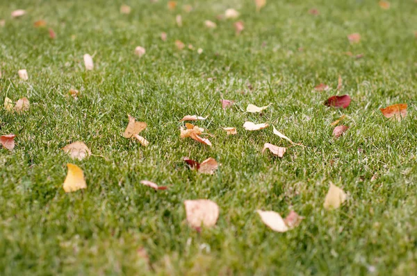 Bright  mowed green grass lawn in which lies the dry leaves of b — Stock Photo, Image