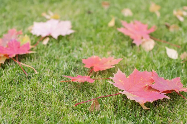 Bright  mowed green lawn grass, in which lies the dry red leaves — Stock Photo, Image