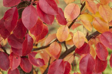 Sonbaharın sonlarında kırmızı ve sarı sonbahar yaprakları bir ağaca asılır.