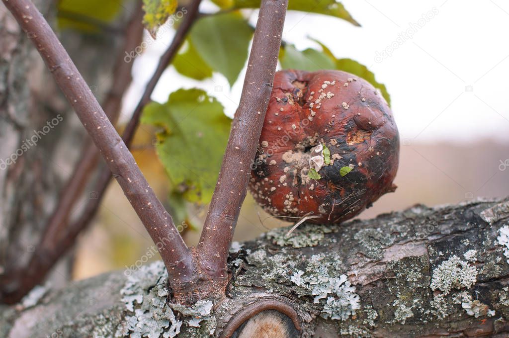 A rotten bad brown apple with a fungus lies on an apple tree in autumn on nature in the garden