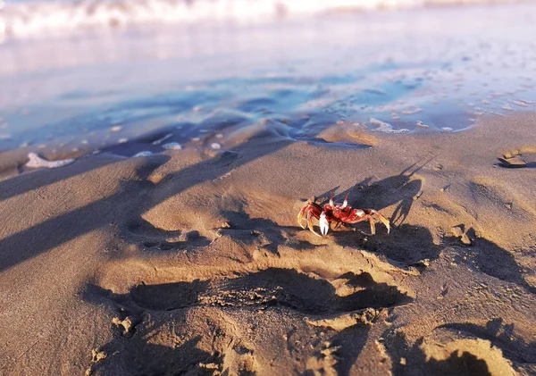 Crabe rouge vivant avec griffes court le long du rivage sablonneux du bleu — Photo