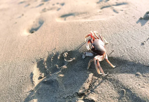 Živý červený krab s drápy běží po písčitém břehu modré — Stock fotografie