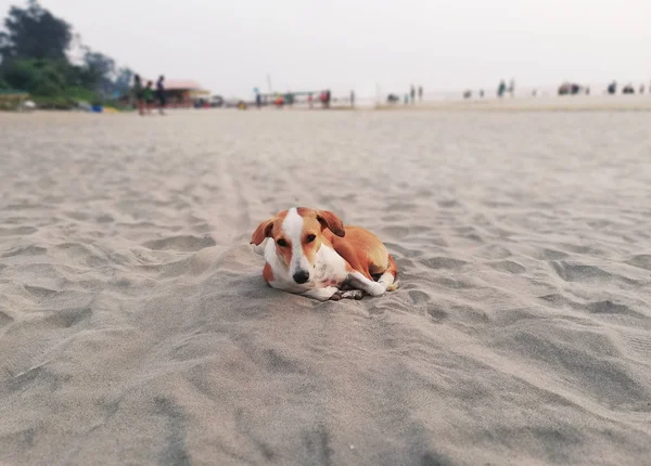 A cute and  joyful mongrel dog lies on the sand on the beach und — Stock Photo, Image