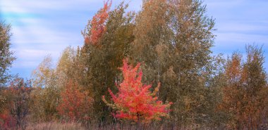 Parlak renkli karışık ağaçlar sonbaharda büyürler.