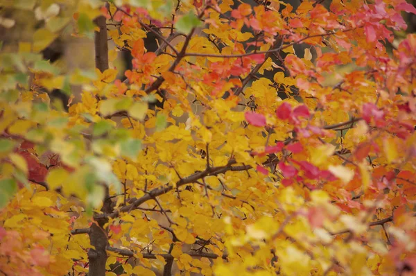 As folhas de outono coloridas crescem em uma árvore ao ar livre em um clo de outono — Fotografia de Stock