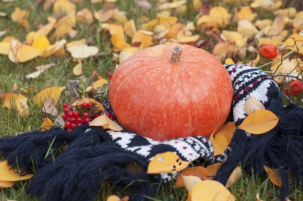 A large orange pumpkin lies on a lawn with a warm scarf  among t — Stock Photo, Image